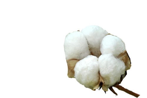 99% Pure And Dried Cotton Seeds With 1 Years Shelf Life