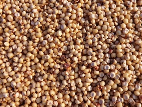 99% Pure Edible Common Cultivated Sudan Grass Seed With 70% Moisture 