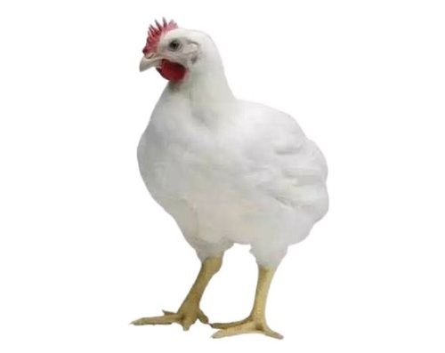 Disease Free White Broiler Live Chicken Gender: Female