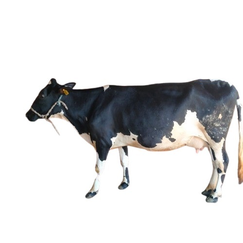 Pure Breed Hf Cow For Dairy Farming - Color: Black & White