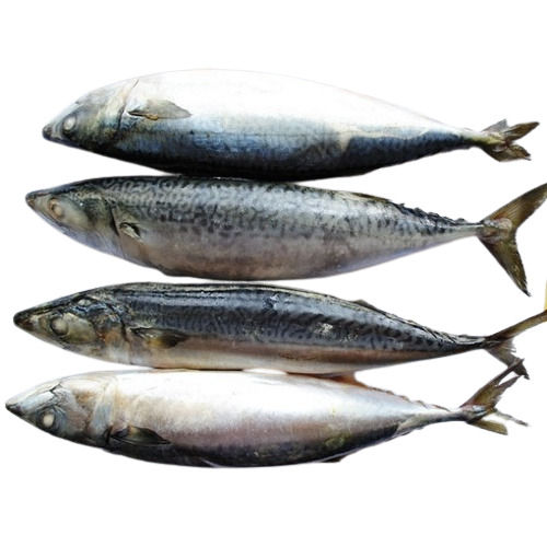 Frozen Pacific Mackerel Wr Fish Packaging: Barrel