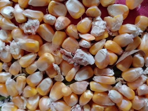 Stainless Steel Indian Origin Naturally Grown Yellow Maize