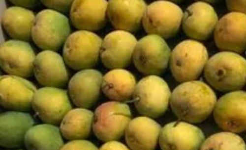 Partially Green N Yellow Indian Origin Fresh Alphonso Mangoes