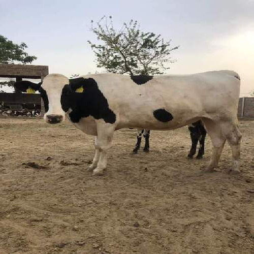 Black And White Dairy Hf Cow