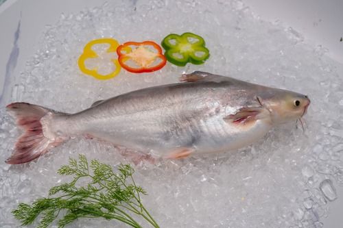 PANGASIUS WHOLE FISH