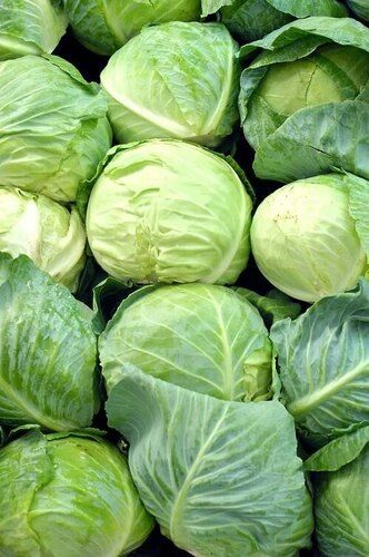 Fresh Cabbage Preserving Compound: No Preservatives