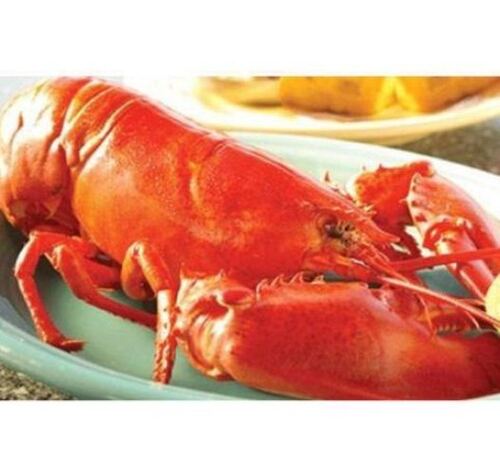 Lobster Seafood 