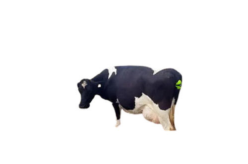 Hf Cows