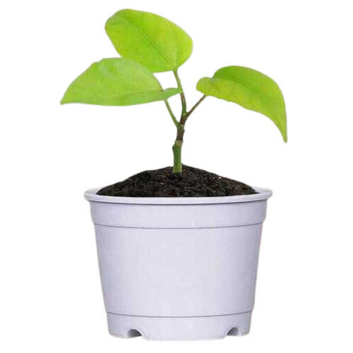 Long Lasting Plastic 4 Inch Garden Pot White Color