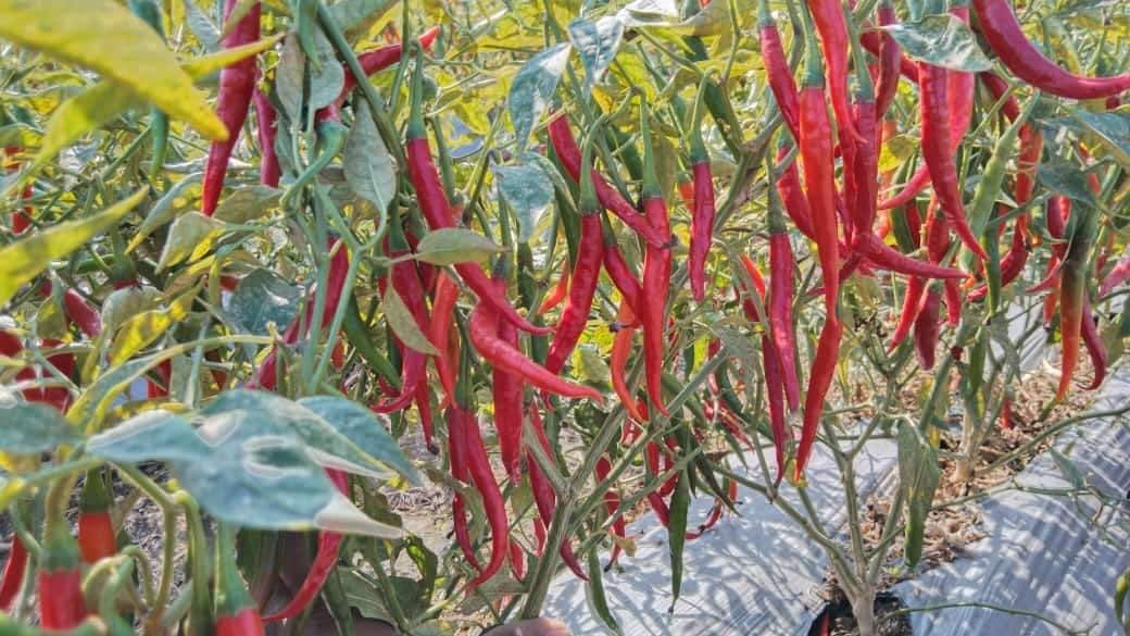 Avira Agni Chilli Seeds Hybrid Seeds