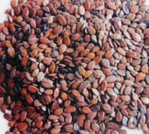 Brown Dried Subabul Seeds For Agriculture Applications Use