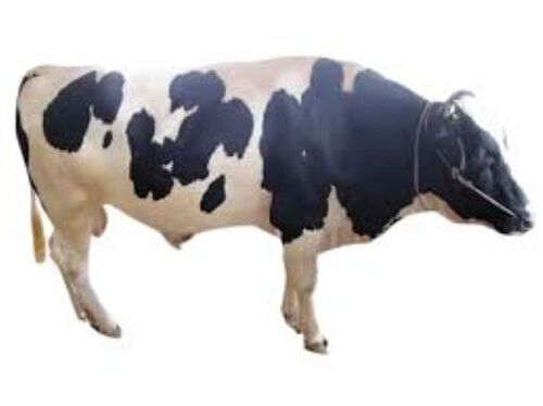 Hf Cows - Breed: Holstein Friesian