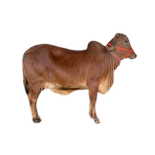 Brown HF Cow