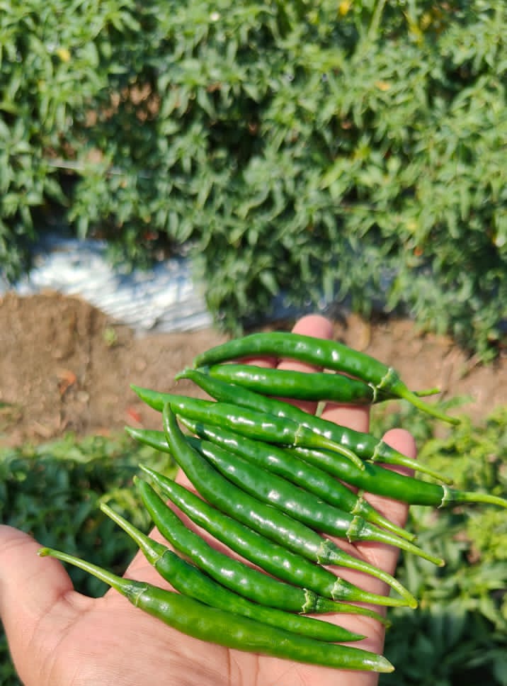 Pesticide Free Fresh G4 Green Chillies - Round Shape, Shelf Life 10 Days | Ideal for Cooking and Culinary Applications
