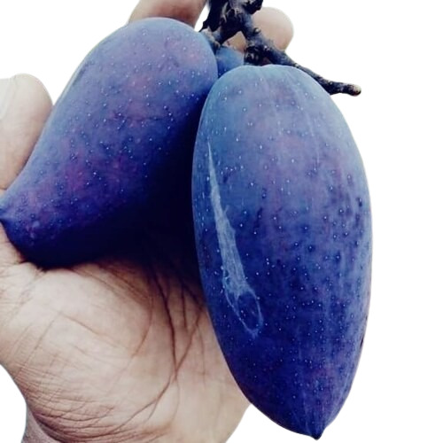 Blackston Mango Plant - Sour Fruit Type, Open Air Cultivation | Blue Color, Root Part, Well Watered Requirements for Gardening