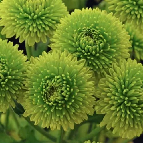 Green Chrysanthemum flower