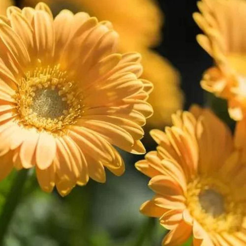 Yellow Gerbera flower