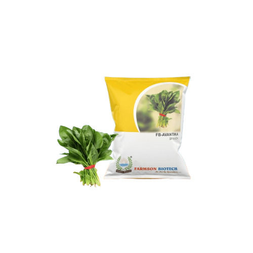 FB-AVANTIKA Spinach Seeds