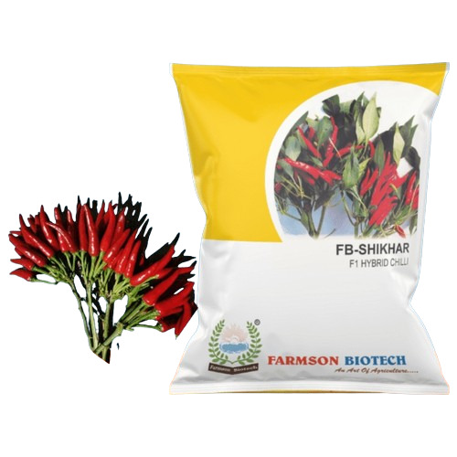 Hybrid Chili Seeds - 10 gm Green to Dark Red Maturity 6-8 cm Highly Pungent Fruit Length Virus and Heat Tolerant Erect Bushy Plant Habit Cluster Bearing with 6-8 Smooth Fruits per Cluster