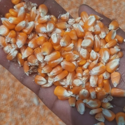 पीला मक्का