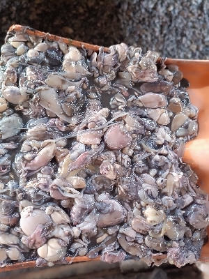 Squid Meal - Ash %: 18% Max