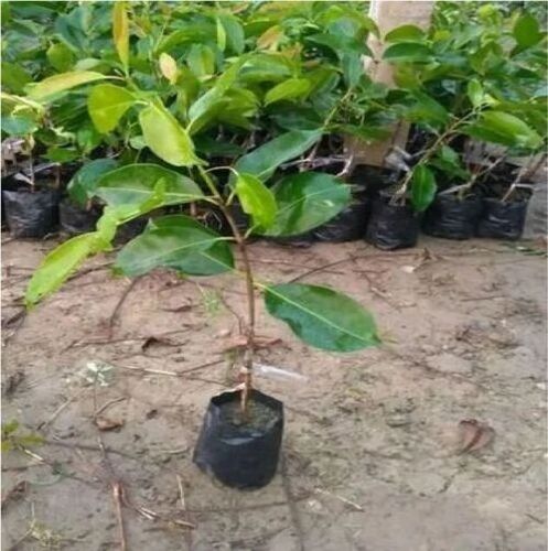 Jamun Trees