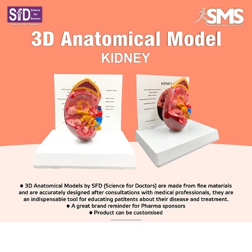 3D Anatomical Model - Kidney