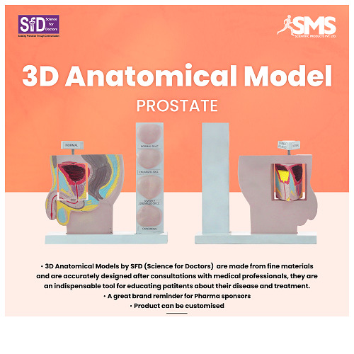 3D Anatomical Model - Prostate