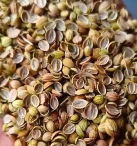 Split Coriander Seed - Color: Green