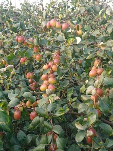 Mango Plants