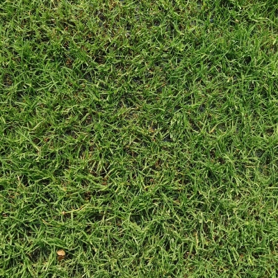 Landscape Grass By Indian Nursery