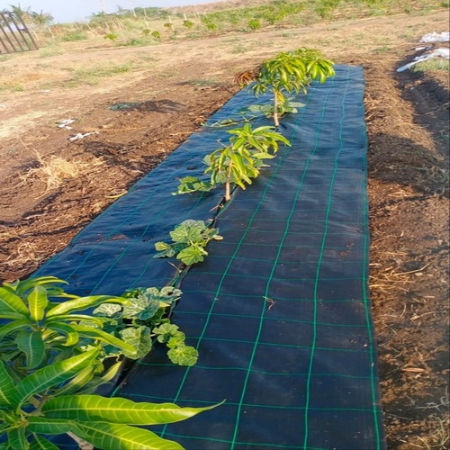 Weed Mat For Mango Plants