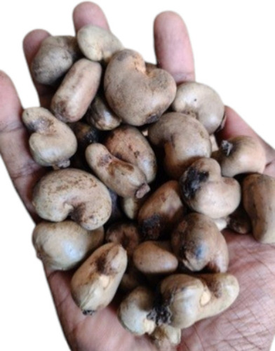 Premium Quality Raw Cashew Nuts - Crop Year: 2025