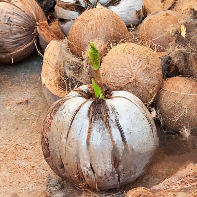 Brown Semi Husk Coconut
