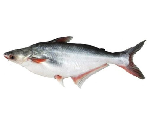 Pangasius Fish For Farming - Capacity: 5 To 47 Pcs/Hr