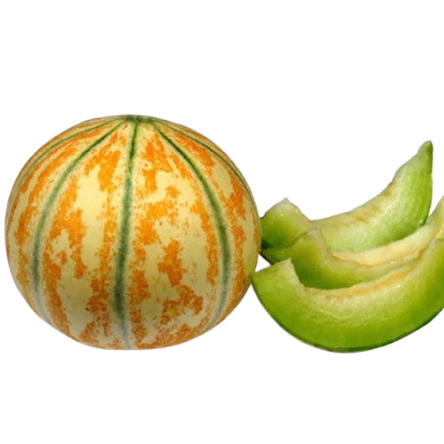 Fresh Muskmelon