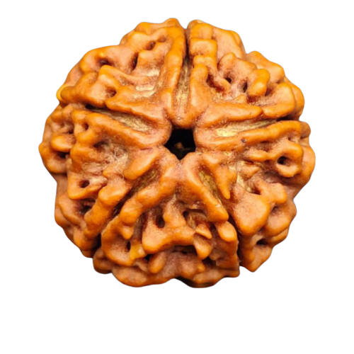 5 Mukhi Rudraksha Bead