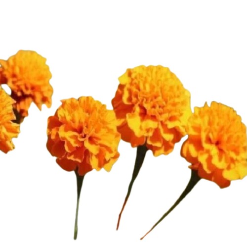 Marigold Flower - Color: Yellow