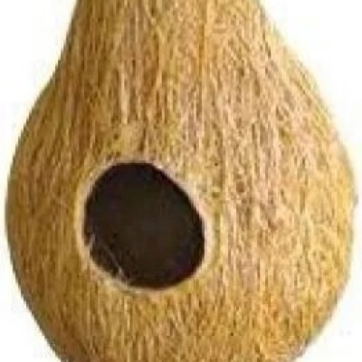 कोयर बर्ड नेस्ट