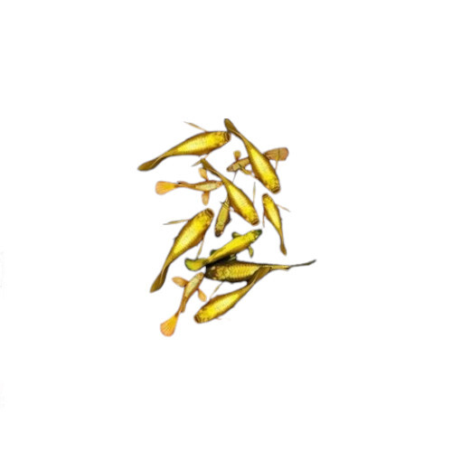 Guppy Fish