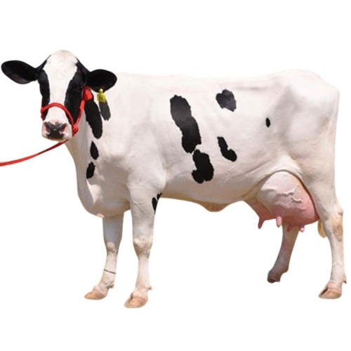 Hf Cow