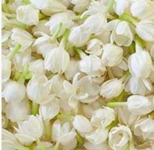Jasmine Flowers