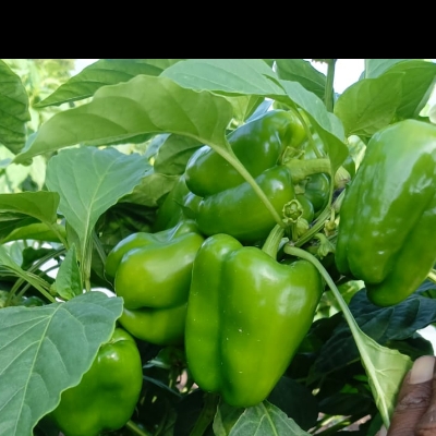 हरा शिमला मिर्च
