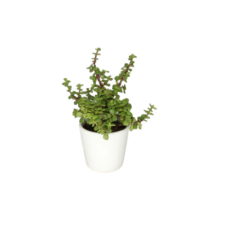 Jade Plant in White Ceramic Pot For Wedding Gift Plants