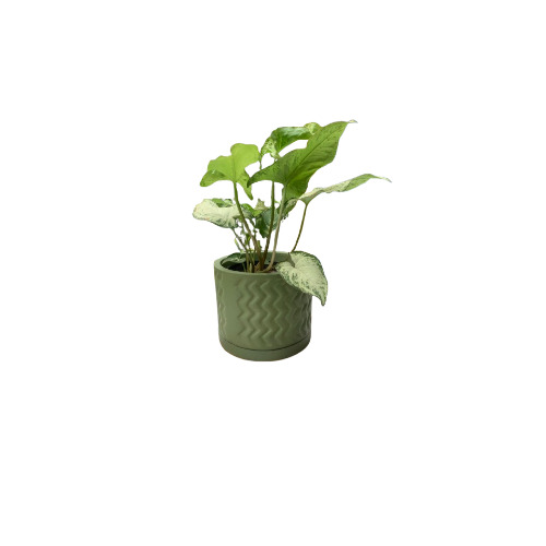 Syngonium Indoor Plant In Eco-friendly Teracota Pot For Gifting - Color: Green