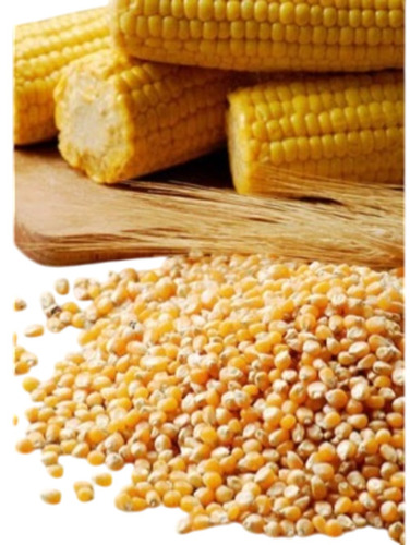 Yellow Maize Corn