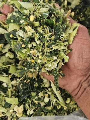 Corn Silage