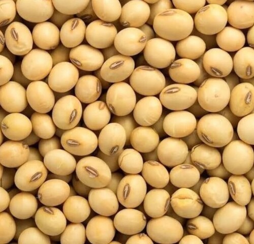 Organic Soybean Seeds