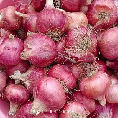 लाल प्याज
