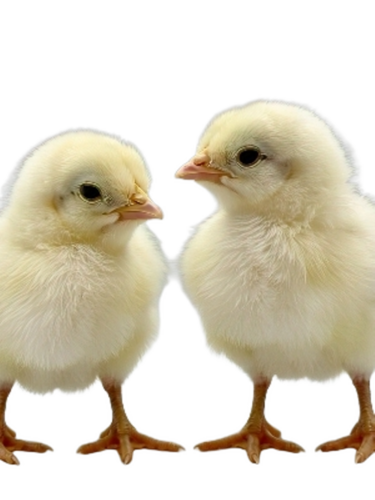 Poultry Farm Chicks